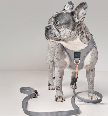 Dogistry City Adjustable-Length Hands-Free Dog Leash – Steel Gray with 2–5 ft Range, Dual Width Options, and Award-Winning Comfort Design