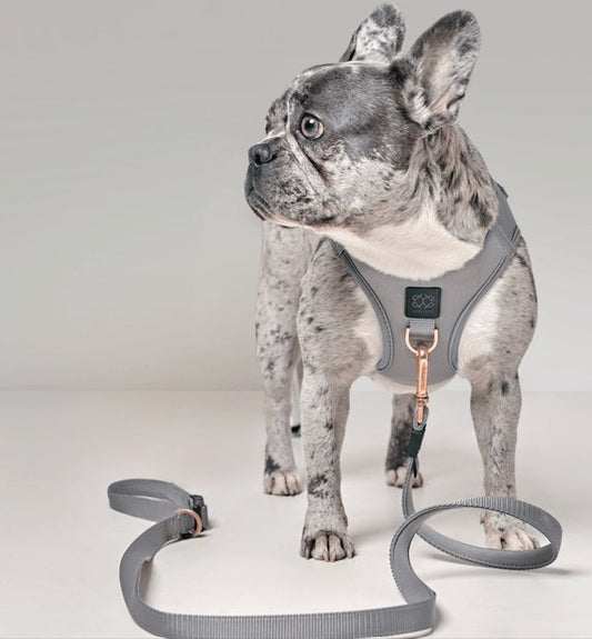 Dogistry City Adjustable-Length Hands-Free Dog Leash – Steel Gray with 2–5 ft Range, Dual Width Options, and Award-Winning Comfort Design
