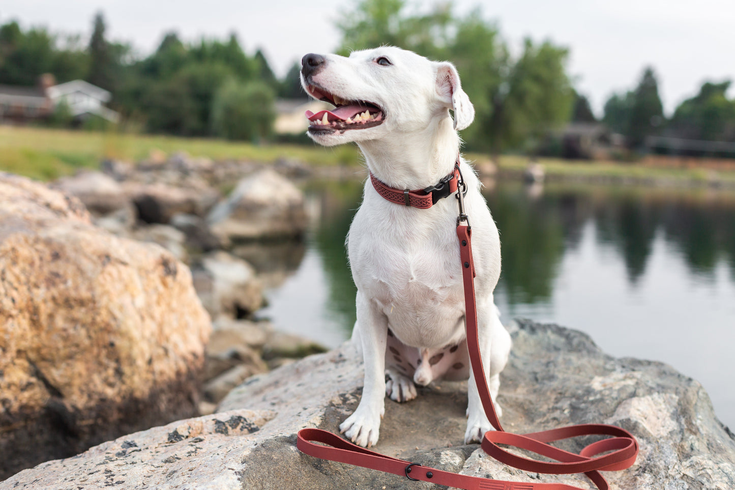 Celtic Sport Quick-Release Dog Collar – Coral Reef Leather with Black Hardware, Celtic Fire & Water Rune Design, and YKK Buckle