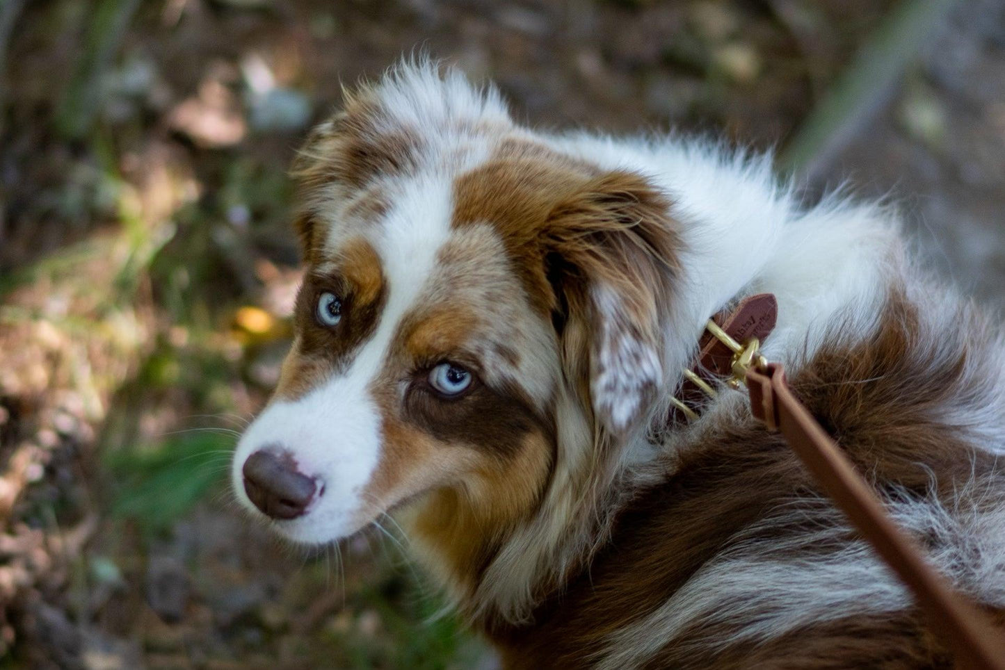 Full Leather Dog Collar – Premium Horween & Wickett & Craig Leather (Handmade USA)