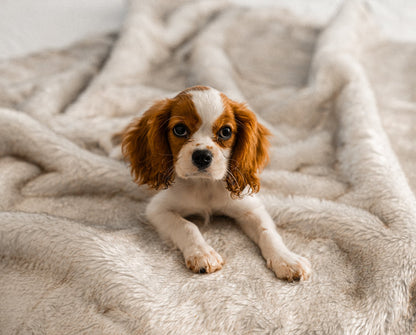 PupProtector™ Summer Short Fur Waterproof Throw Blanket - White with Brown Accents