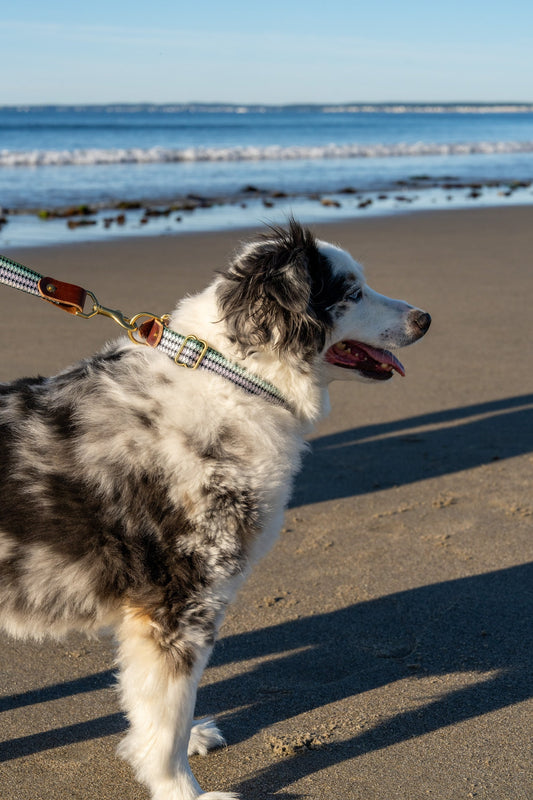 Saltwater Dog Collar – Handmade Waterproof Brass Buckle Beach Collar