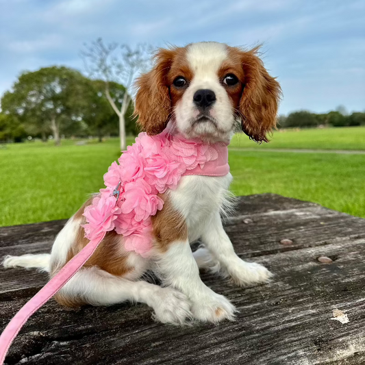 Dainty Flower Dog Harness & Leash Set – Adjustable Floral Harness in Pink or Pastel Rainbow with Breathable Mesh Lining, Easy Velcro Closure & Matching Leash for Small Breed Dogs (S–L)