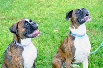 Outdoor Style Cactus Cream Nylon Dog Leash – Soft, Durable Design with Locking Aluminum Carabiner and Bottle-Opening D-Ring