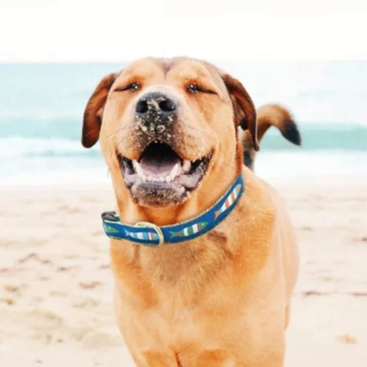 Up Country Funky Fish Dog Collar & Leash Matching Set – Made in USA, Vibrant Fish Pattern on Durable Nylon Webbing, Brass Hardware & Coast Guard Buckles, Machine Washable 5-ft Leash and Adjustable Collar (Small–Large Dogs)