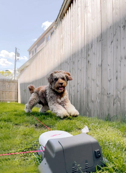 Home Original Lure Course Kit | High-Speed Outdoor Dog Exercise System for Medium Yards