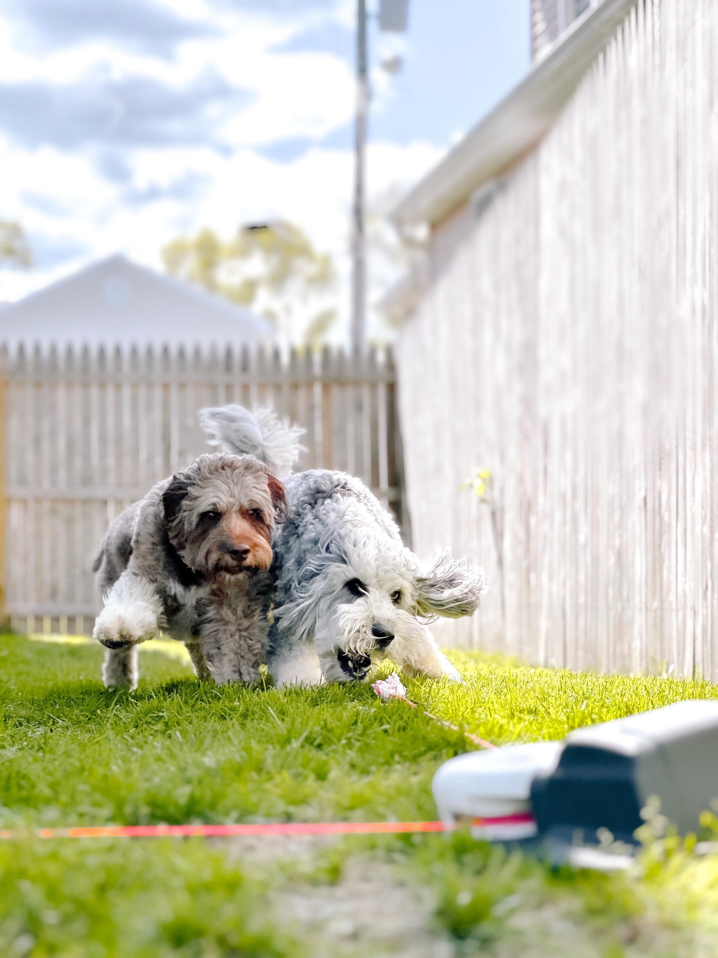 Home Original Lure Course Kit | High-Speed Outdoor Dog Exercise System for Medium Yards