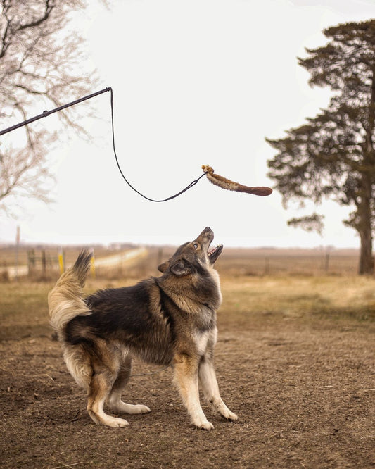 Flirt Pole & Critter Pack Bundle | Interactive Chase & Tug Toy Set for Dogs