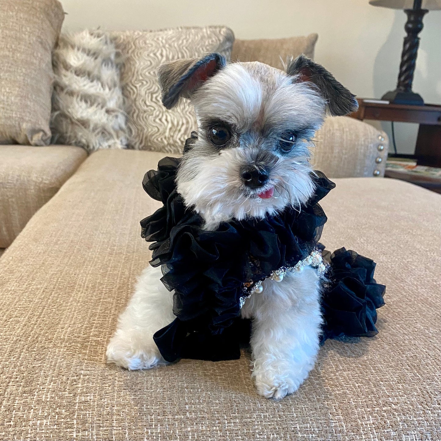 C’Mimi Designer Handmade “Studio 54” Dog Party Dress – Exquisite Silver Sequin & Black Tulle Couture Dress by Jan Ben, Adorned with Rhinestones & Faux Pearls. Handmade to Order (6–8 Weeks), Sizes XS–3XL, Custom Sizing Available.