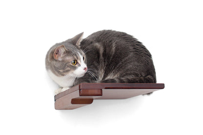 Cat Climbing Shelf