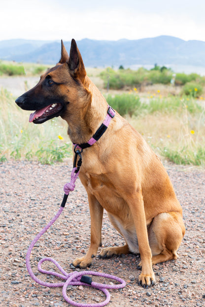 Adventure Style Mountain Blush Nylon Climbing Rope Dog Leash – Durable Design with Locking Aluminum Carabiner