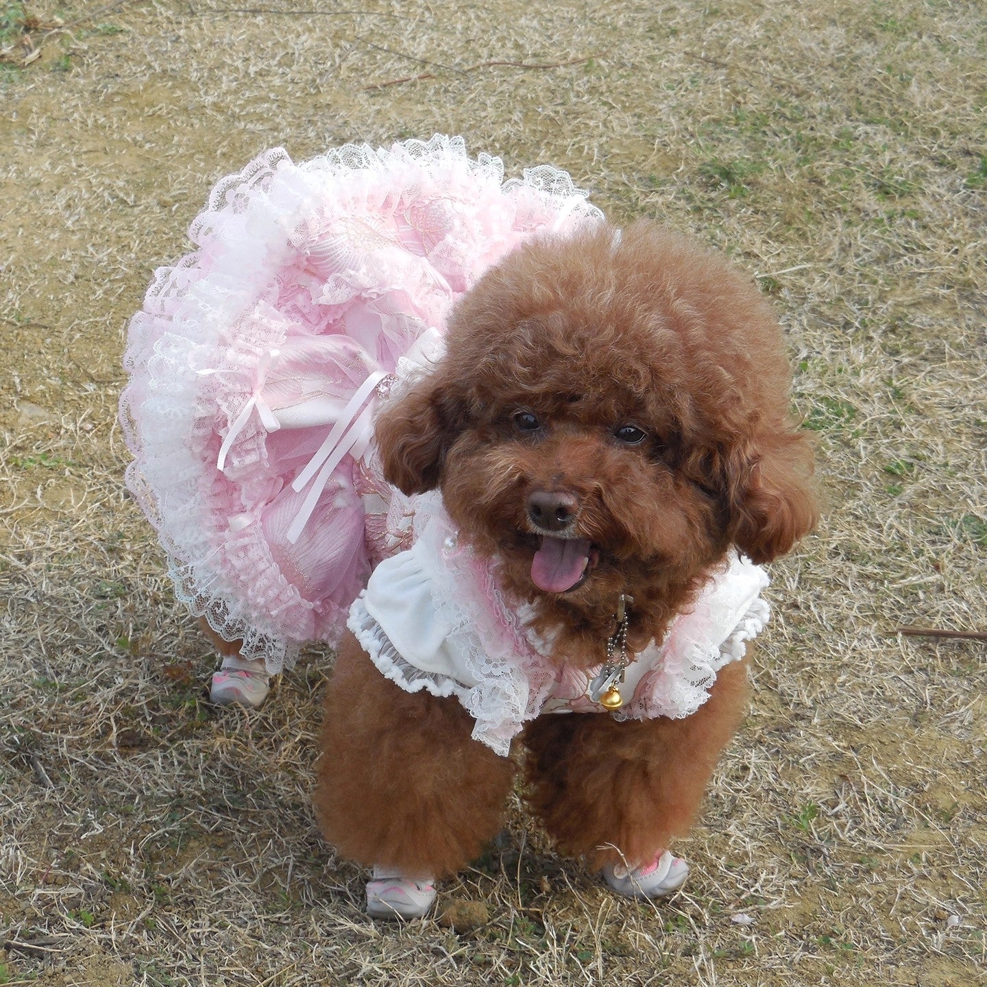 Handmade Romantic Puppy Gown Pink Lace