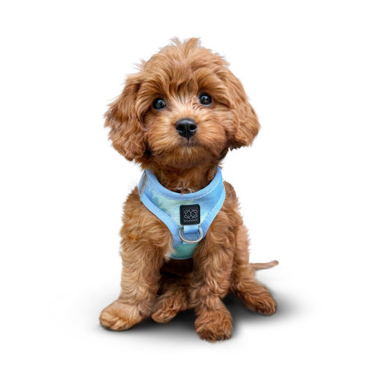 Summer AIR Dog Harness “Ocean” – Ultra-Breathable Cooling Mesh, No-Pull Front D-Ring, Step-In Design & Escape-Resistant Fit