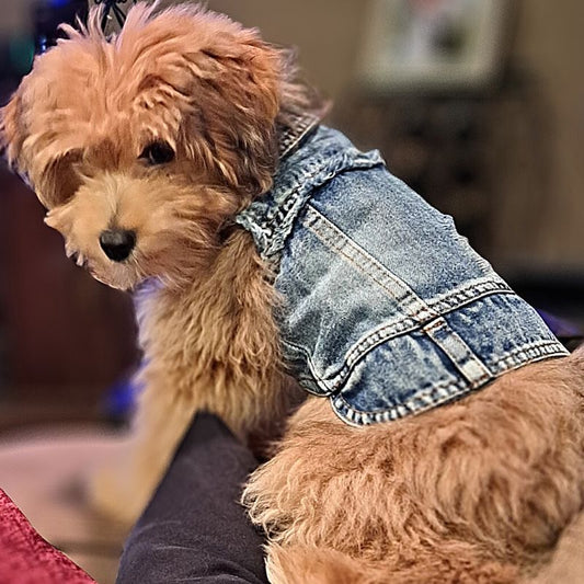 Frayed Denim Dog Jacket – Classic Blue Jean Vest for Small Dogs (XS–2XL)