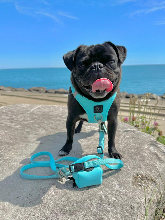 Dogistry Dog Waste Bag Holder – Fifth Avenue Blue Cotton Twill with Rose Gold Clasp, Fits Standard Rolls, Includes Bags, 3” x 2.5” x 2”