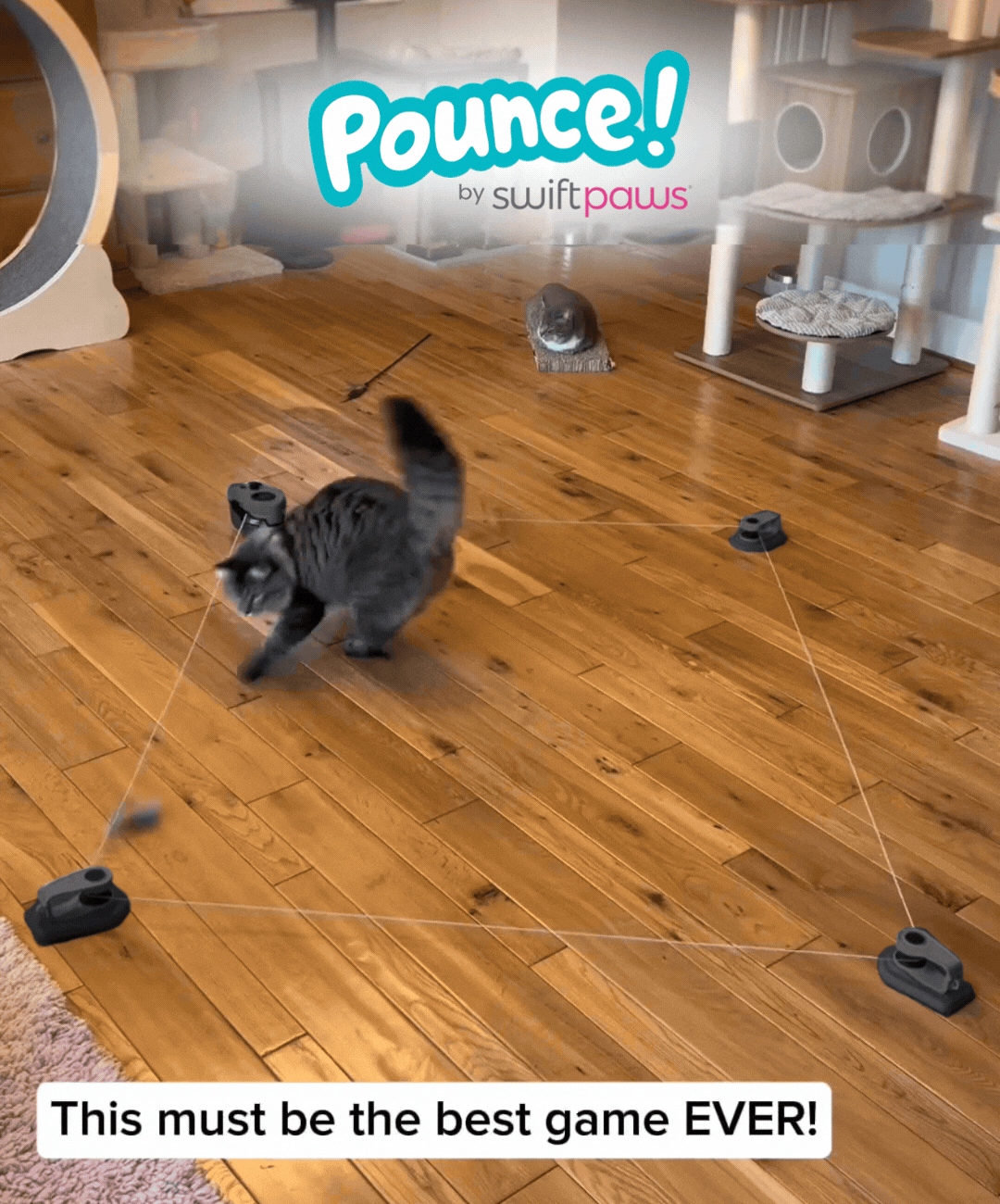 Pounce! Indoor Lure Course Kit | Interactive Chase Toy for Cats & Small Dogs