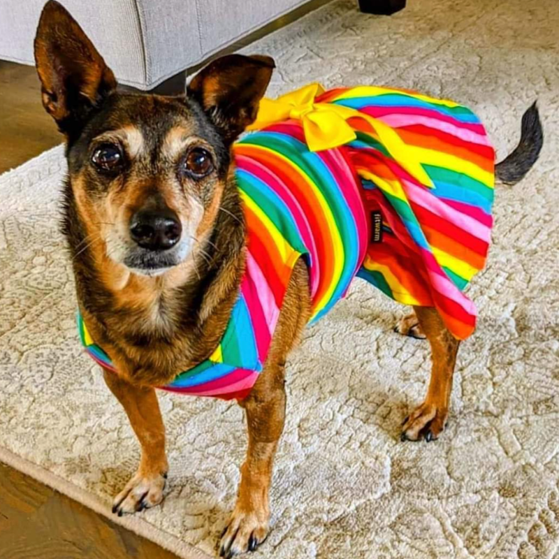 Rainbow Dog Party Dress – Colorful Striped Dog Dress with Yellow Bow for Small Breeds | Posh Dog Life