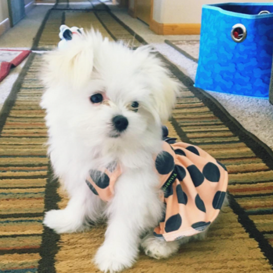 Gray Polka Dot Party Dress – Elegant Small Dog Dress with Bow for Weddings, Birthdays & Special Occasions (XS–L)