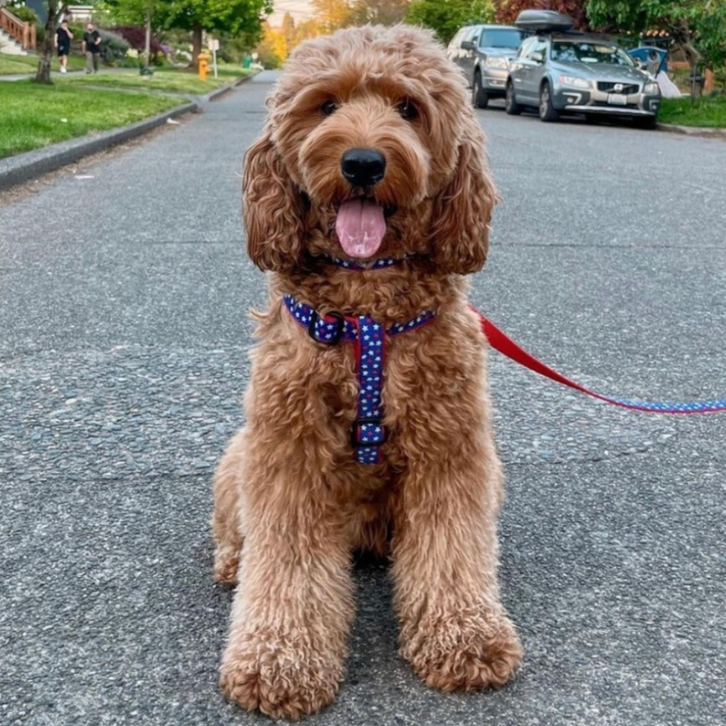 Up Country Americana Stars Dog Harness & Leash Matching Set – Made in USA Adjustable Step-In Patriotic Harness with Brass Hardware (Small–Large)