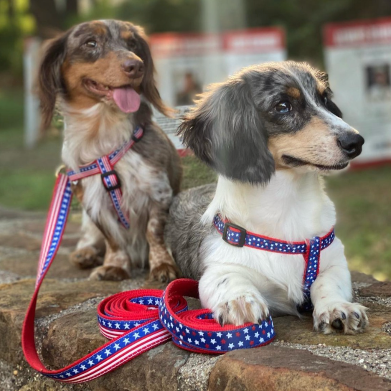 Up Country Stars & Stripes Dog Harness & Leash Matching Set – Made in USA Adjustable Step-In Patriotic Harness with Brass Hardware (Small–Large)