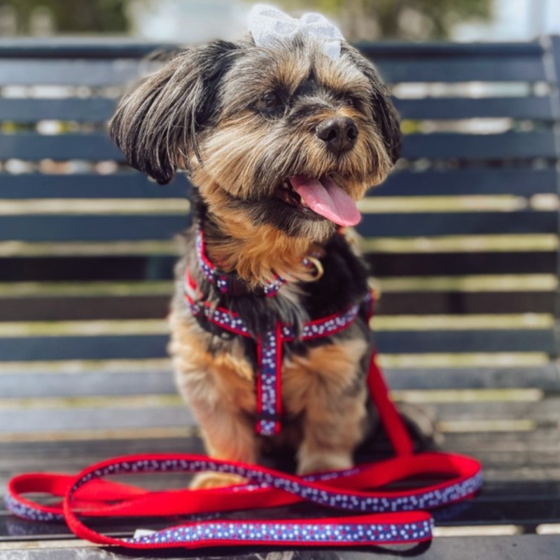 Up Country Americana Stars Dog Harness & Leash Matching Set – Made in USA Adjustable Step-In Patriotic Harness with Brass Hardware (Small–Large)