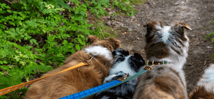 Tartan Dog Collar – Handmade Brass Buckle Plaid Leather Collar