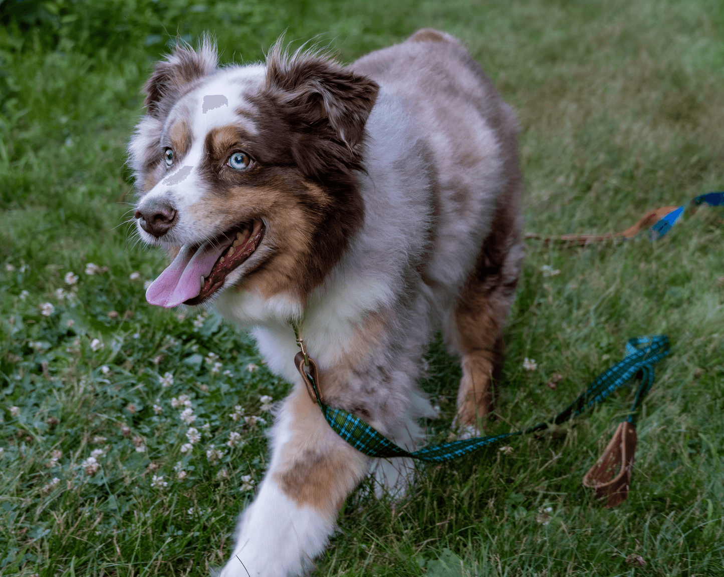 Whiskey Tartan Dog Leash – Handcrafted Leather & Brass (Fixed or Adjustable)