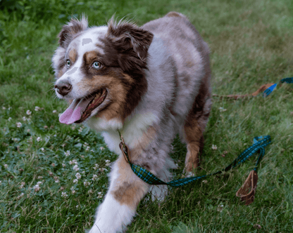 Whiskey Tartan Dog Leash – Handcrafted Leather & Brass (Fixed or Adjustable)
