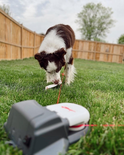 Home Original Lure Course Kit | High-Speed Outdoor Dog Exercise System for Medium Yards