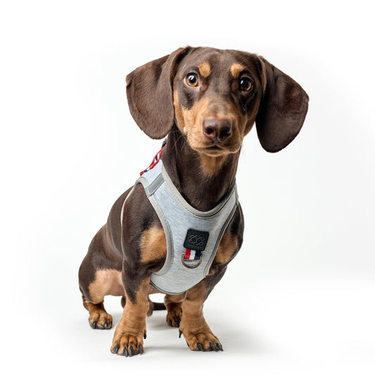 Dogistry SoHo No-Pull Step-In Dog Harness – Champion Gray with Front D-Ring, Adjustable Velcro & Buckle Closures, Escape-Resistant Luxury Design
