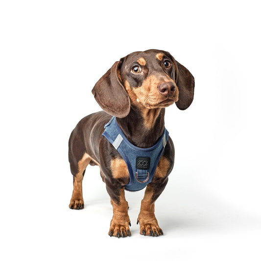 Dogistry SoHo No-Pull Step-In Dog Harness – Denim Blue with Rose Gold Front D-Ring, Adjustable Velcro & Buckle Closures, Escape-Resistant Luxury Design
