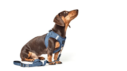 Dogistry SoHo No-Pull Step-In Dog Harness – Denim Blue with Rose Gold Front D-Ring, Adjustable Velcro & Buckle Closures, Escape-Resistant Luxury Design