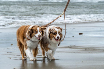 Full Leather Dog Leash – Premium Latigo & Chromexcel (Handmade USA)