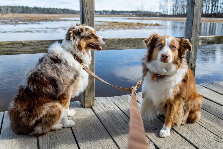 Full Leather Dog Leash – Premium Latigo & Chromexcel (Handmade USA)