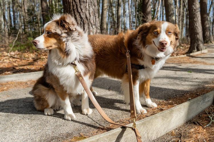 Full Leather Dog Leash – Premium Latigo & Chromexcel (Handmade USA)