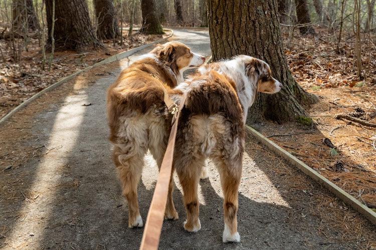 Full Leather Dog Leash – Premium Latigo & Chromexcel (Handmade USA)