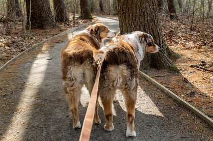 Full Leather Dog Leash – Premium Latigo & Chromexcel (Handmade USA)