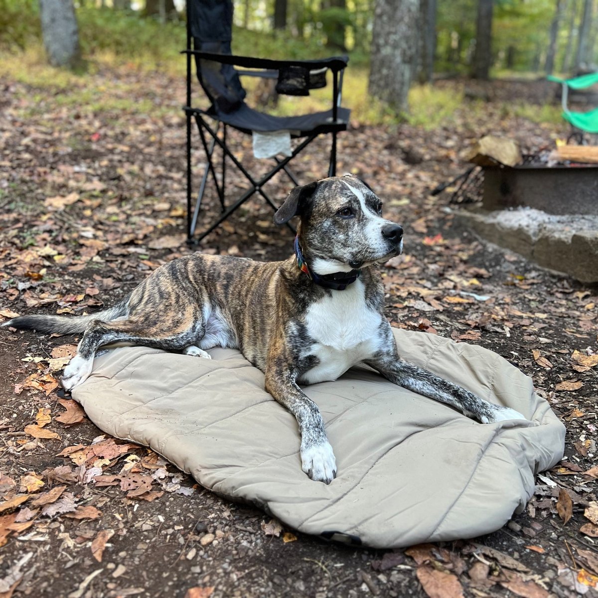 Bed ’n a Bag Travel Dog Bed | Portable Water-Resistant Camping Mat with Carry Bag & Stake-Out Loops