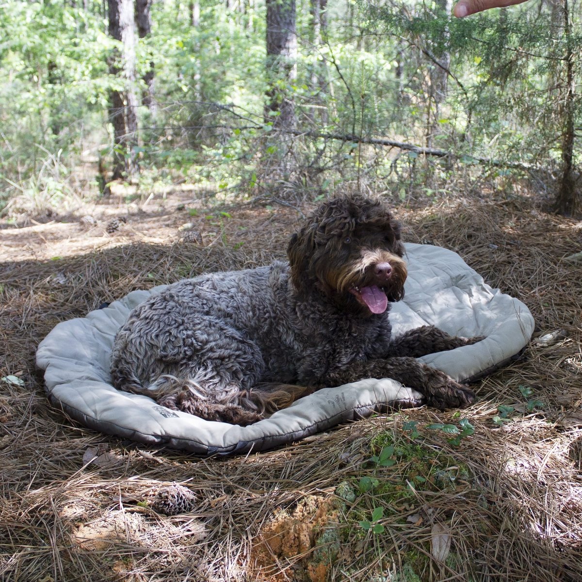 Bed ’n a Bag Travel Dog Bed | Portable Water-Resistant Camping Mat with Carry Bag & Stake-Out Loops