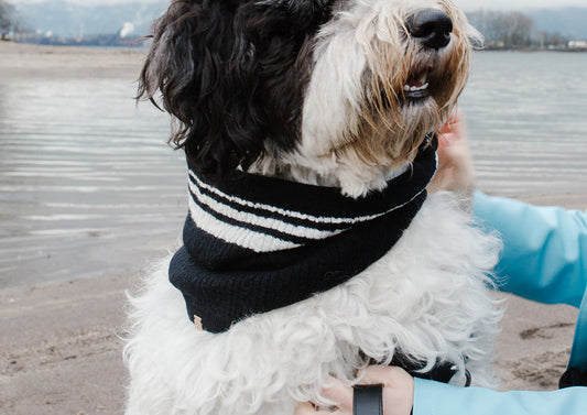 Cashmere Blend Scarf Sets for Pets & Their Humans — Black & White