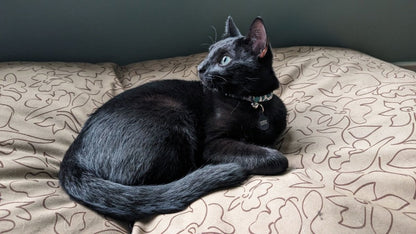 Body Glove Paintflower Pet Napper | Water-Resistant Canvas Dog Bed with Recycled Fill & Washable Cover