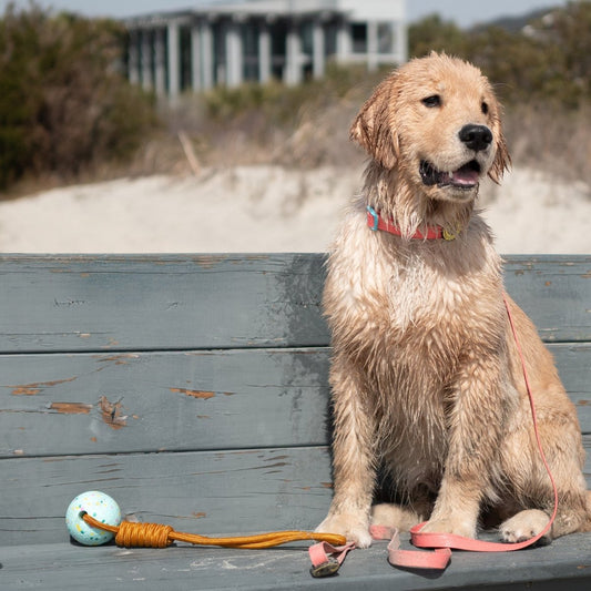 Body Glove Tough Tug Toy | Durable Floating Rope Tug Toy for Dogs (ETPU Ball)