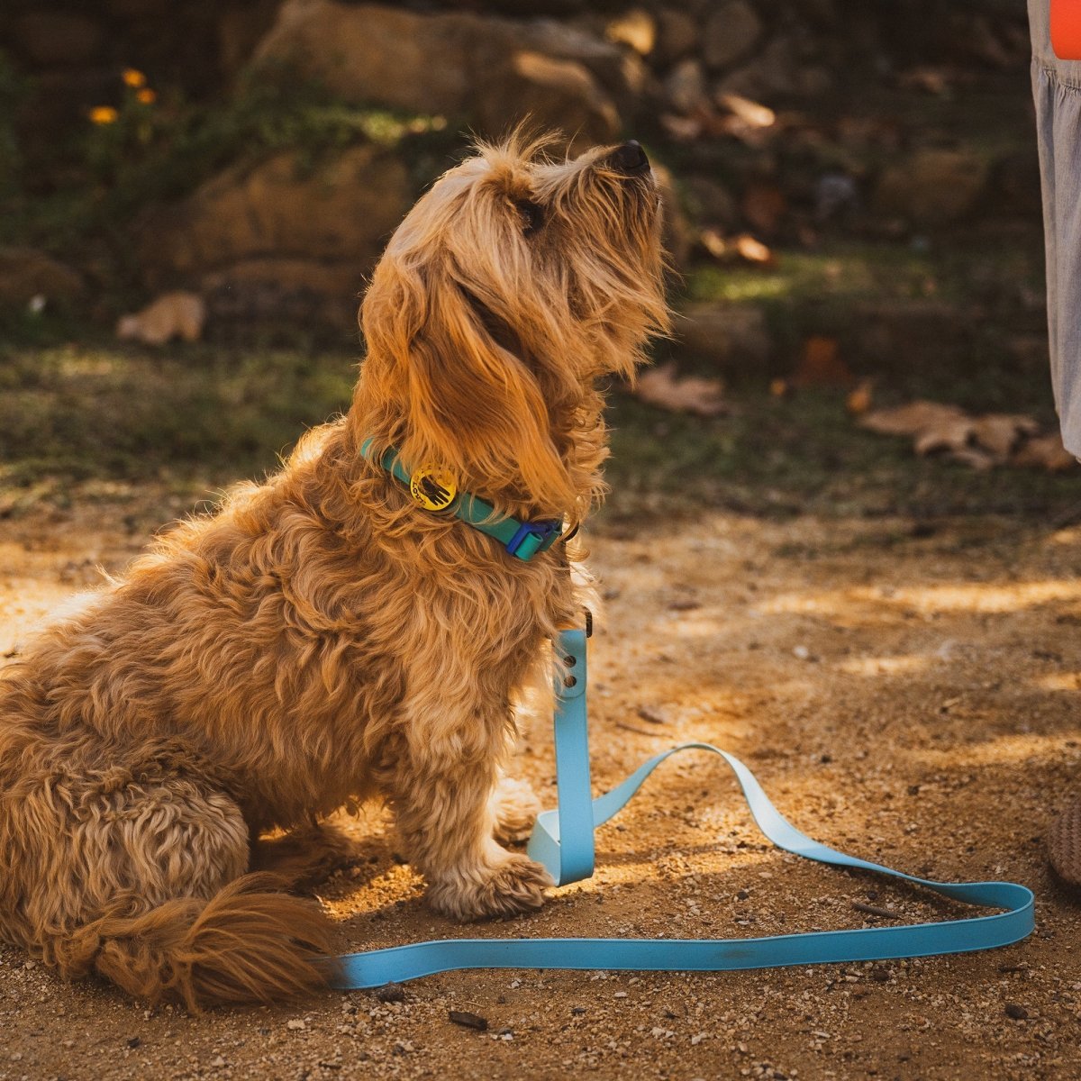 Body Glove Waterproof Dog Leash | Durable Biothane Leash with Powder-Coated Hardware (Made in USA)