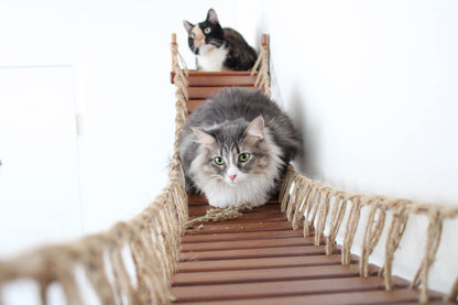 Double Cat Hammock and Climbing Bridge Combo