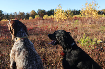 Upland Series Leather-Backed Dog Collar