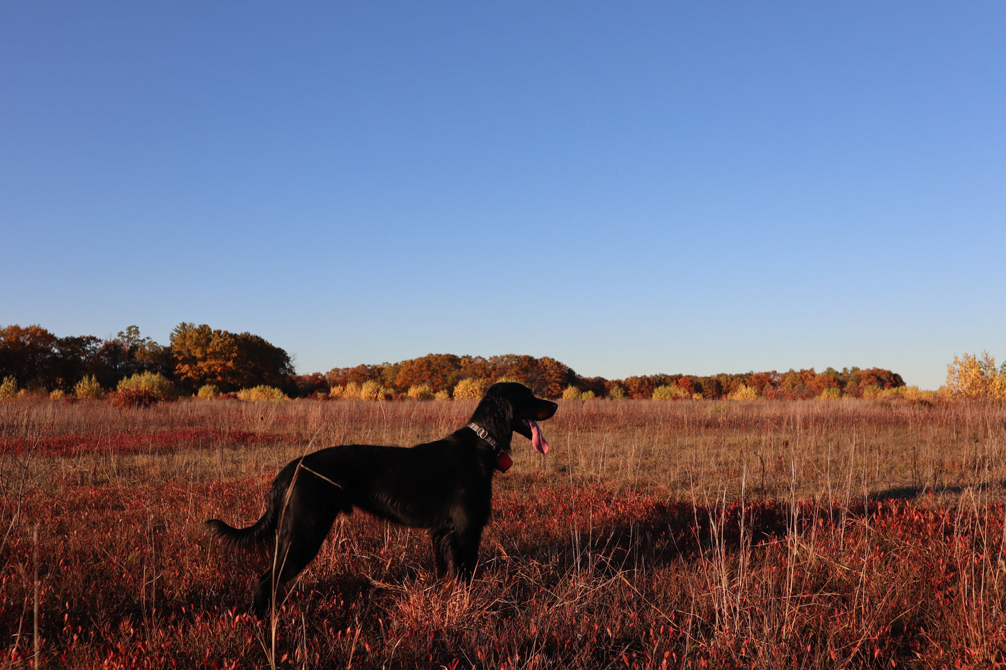 Upland Series Leather-Backed Dog Collar
