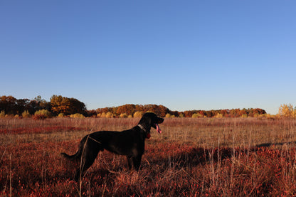 Upland Series Leather-Backed Dog Collar