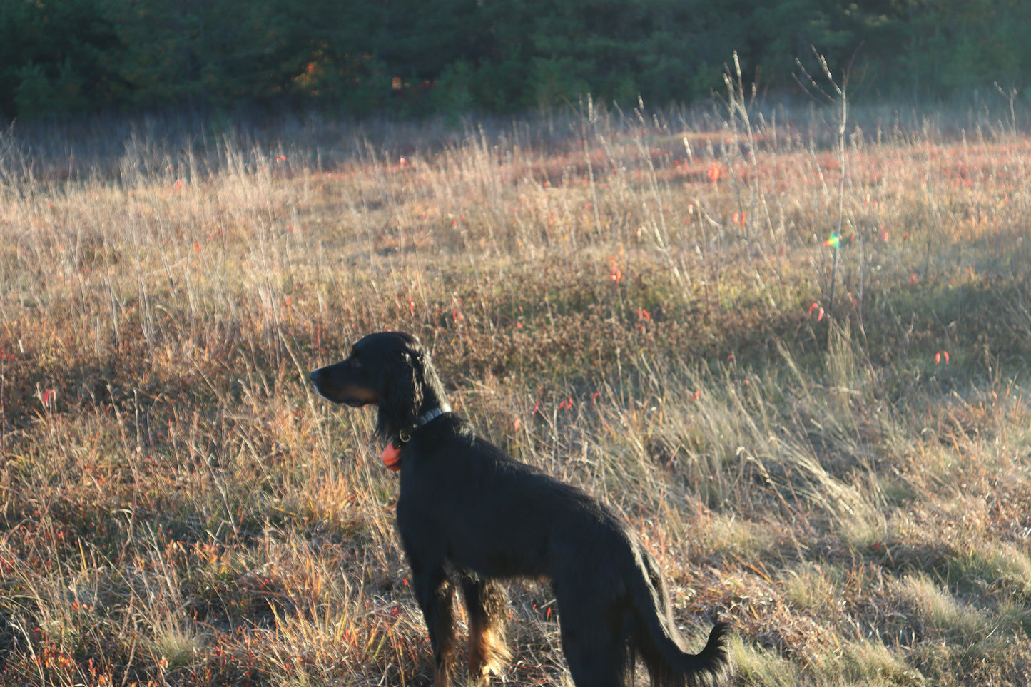 Upland Series Leather-Backed Dog Collar
