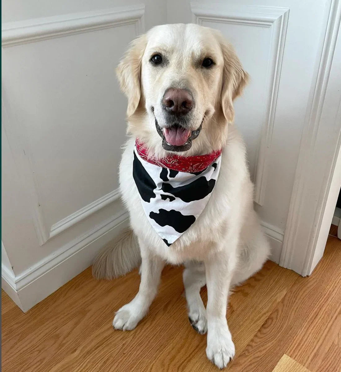 Cow Print Rodeo Bandana Dog Collar – Handmade USA Cotton Collar with Red Trim & Buckle, Western Cow Print Design (XS–XL, by Chloe & Max)