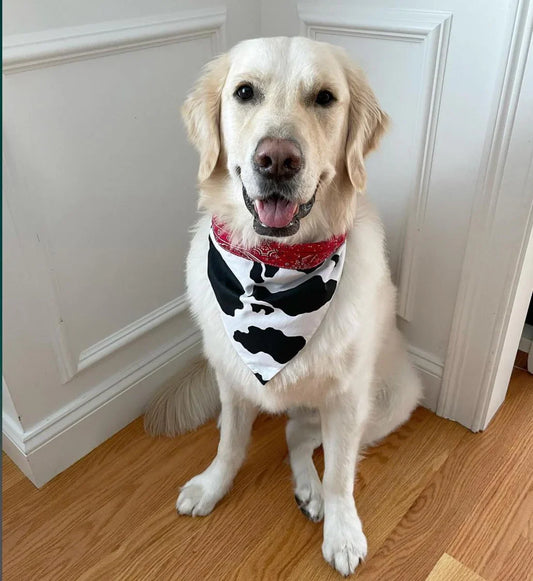 Cow Print Rodeo Bandana Dog Collar – Handmade USA Cotton Collar with Red Trim & Buckle, Western Cow Print Design (XS–XL, by Chloe & Max)